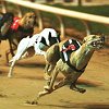 find a place to stay near the greyhound tracks